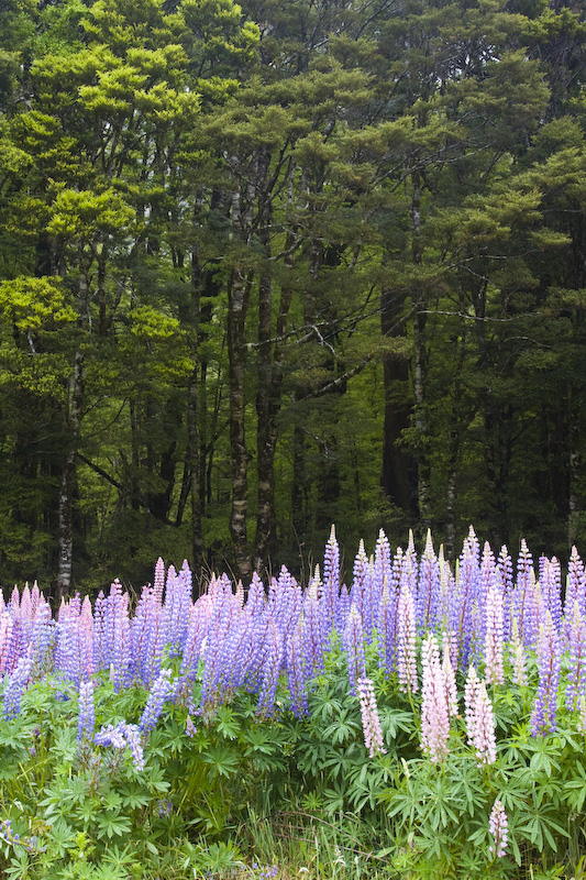 Lupines At Forest Edge